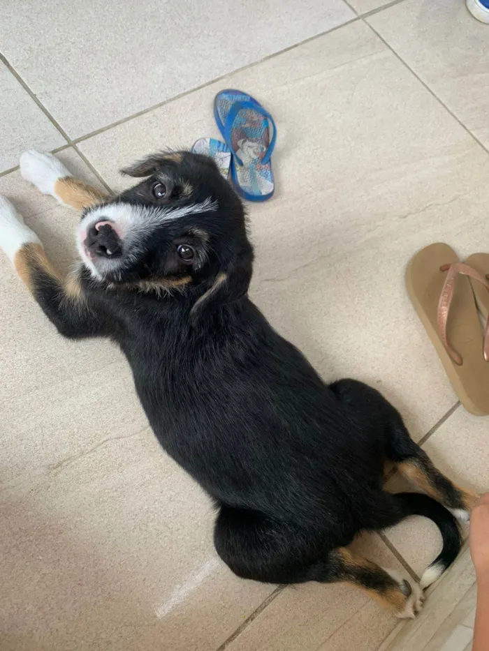 Cachorro ra a SRD-ViraLata idade 2 a 6 meses nome Zorro