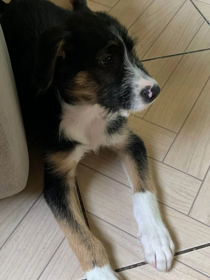 Cachorro ra a SRD-ViraLata idade 2 a 6 meses nome Zorro