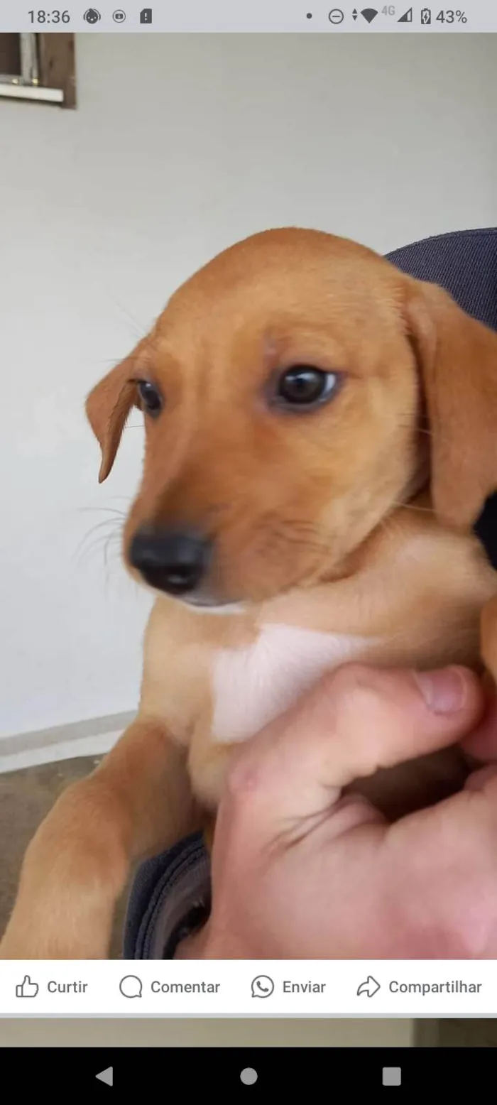 Cachorro ra a Pequinês idade 2 a 6 meses nome Sara