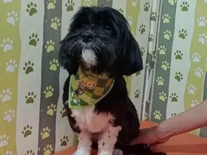 Cachorro raça Shitzu idade 1 ano nome Charles