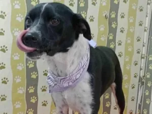 Cachorro raça SRD-ViraLata idade 1 ano nome Pepita