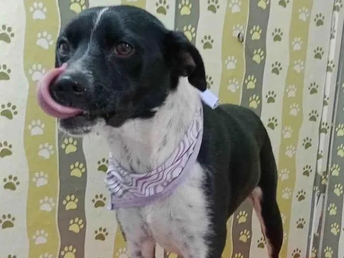 Cachorro ra a SRD-ViraLata idade 1 ano nome Pepita