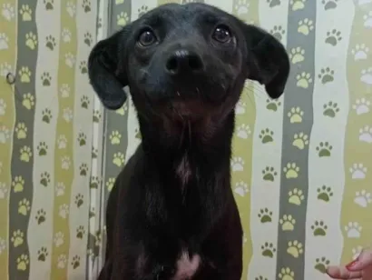 Cachorro raça SRD-ViraLata idade 1 ano nome Bebel