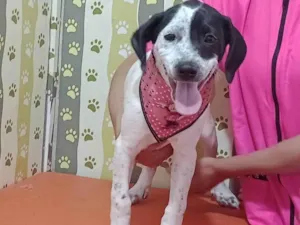 Cachorro raça SRD-ViraLata idade 2 a 6 meses nome Stefany