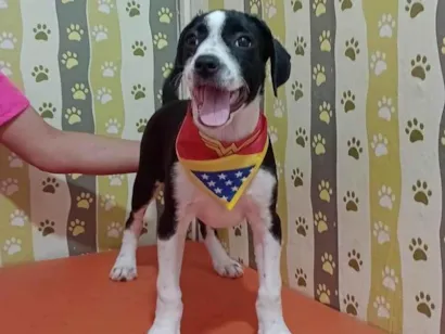 Cachorro raça SRD-ViraLata idade 2 a 6 meses nome Tyfani