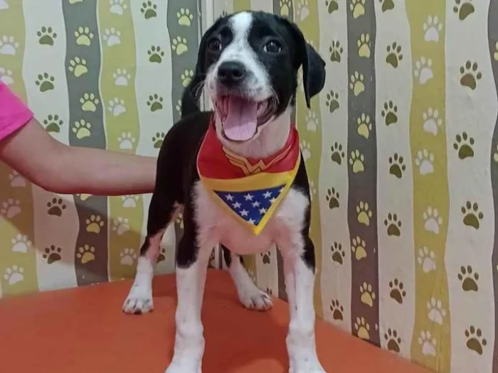 Cachorro ra a SRD-ViraLata idade 2 a 6 meses nome Tyfani