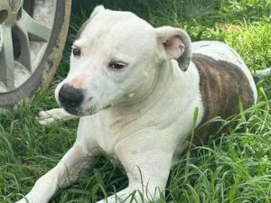 Cachorro raça Pit-Bull idade 2 anos nome Theo 