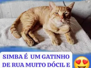 Gato raça SRD-ViraLata idade 2 anos nome Simba 