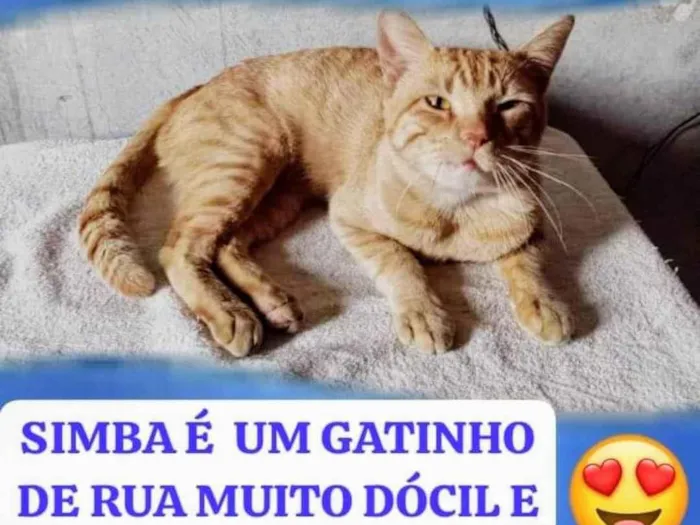 Gato ra a SRD-ViraLata idade 2 anos nome Simba 