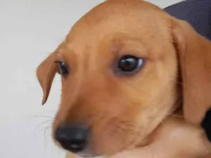 Cachorro raça Pequinês idade 2 a 6 meses nome Sara