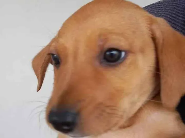 Cachorro ra a Pequinês idade 2 a 6 meses nome Sara