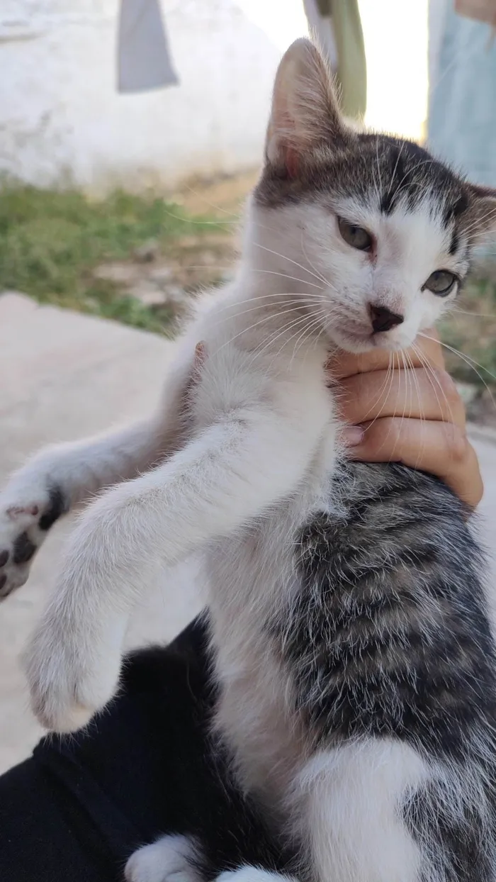 Gato ra a SRD-ViraLata idade 2 a 6 meses nome Sem nome 