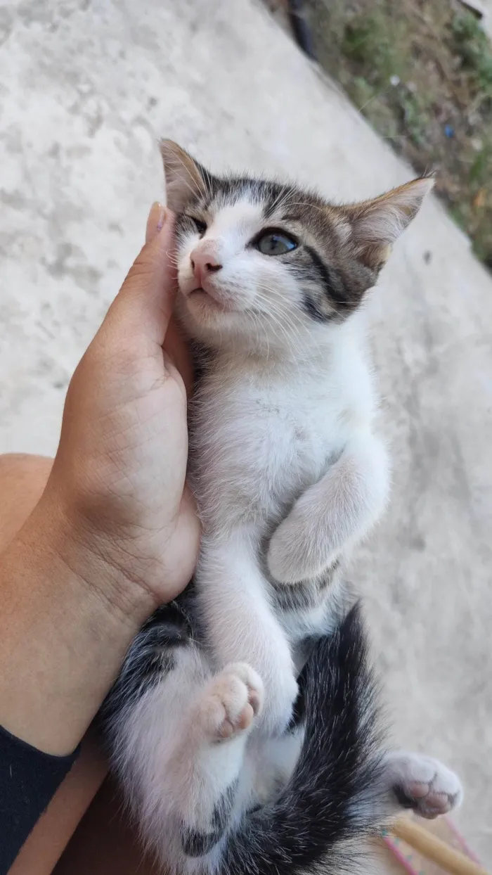 Gato ra a SRD-ViraLata idade 2 a 6 meses nome Sem nome 