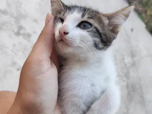 Gato raça SRD-ViraLata idade 2 a 6 meses nome Sem nome 