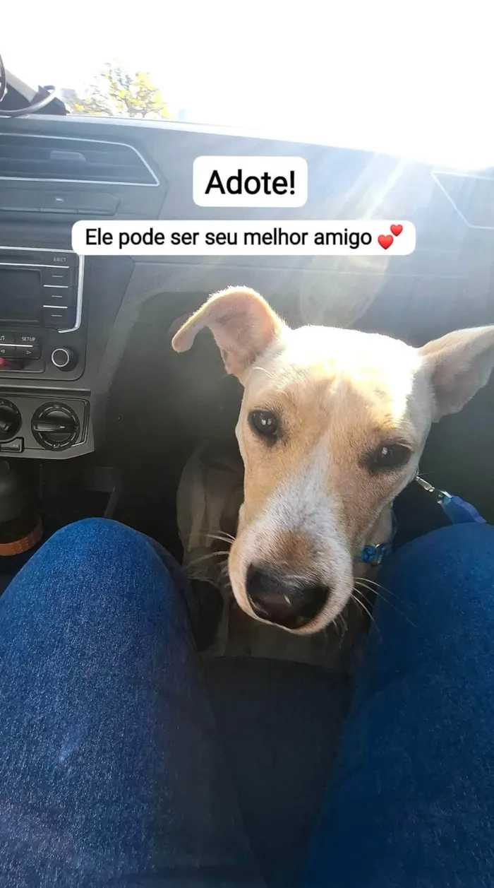 Cachorro ra a SRD-ViraLata idade 2 anos nome Lucky