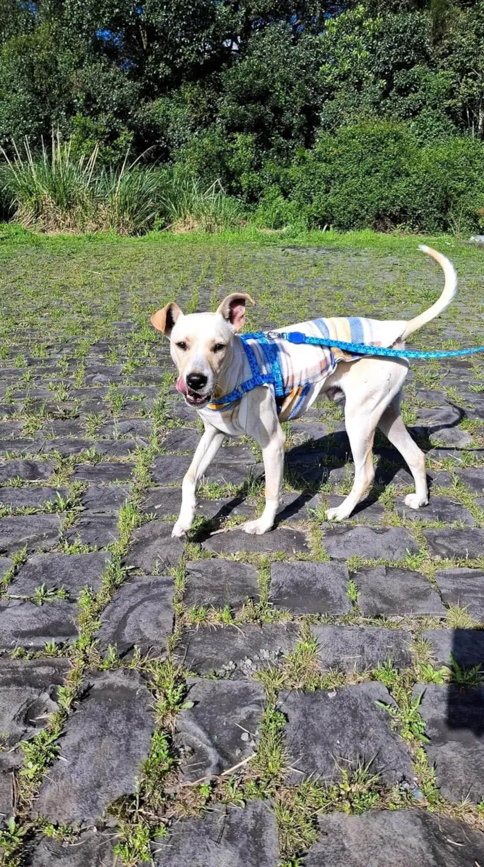 Cachorro ra a SRD-ViraLata idade 2 anos nome Lucky