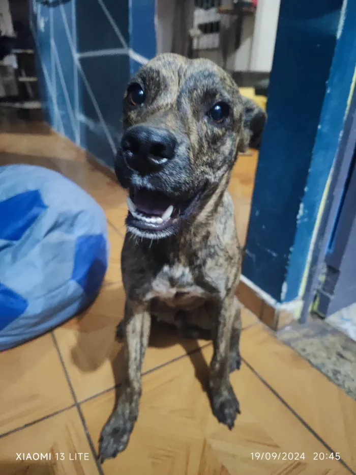 Cachorro ra a SRD-ViraLata idade 7 a 11 meses nome Augustus 