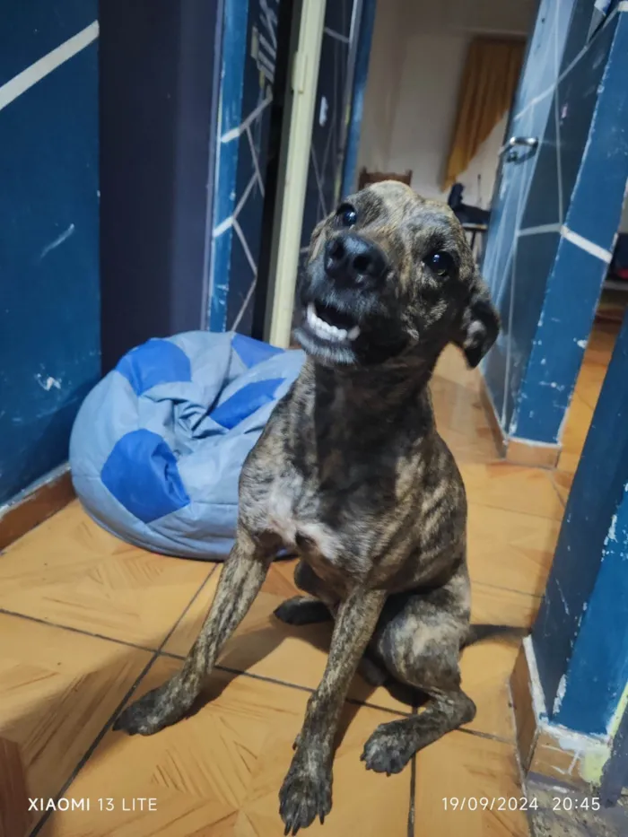 Cachorro ra a SRD-ViraLata idade 7 a 11 meses nome Augustus 