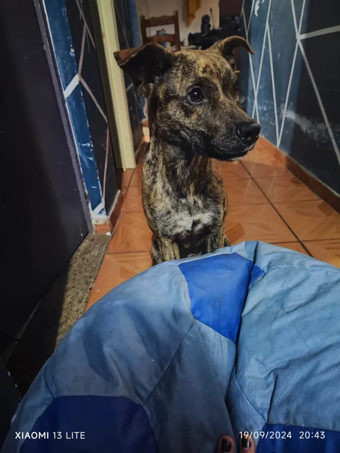 Cachorro ra a SRD-ViraLata idade 7 a 11 meses nome Augustus 