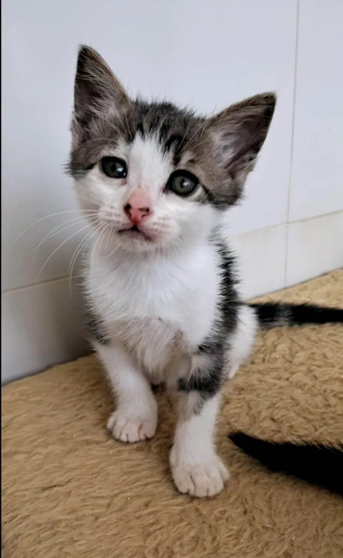 Gato ra a SRD-ViraLata idade 2 a 6 meses nome BOMBOM