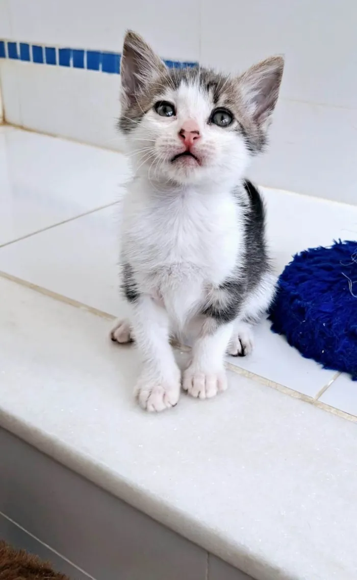 Gato ra a SRD-ViraLata idade 2 a 6 meses nome BOMBOM