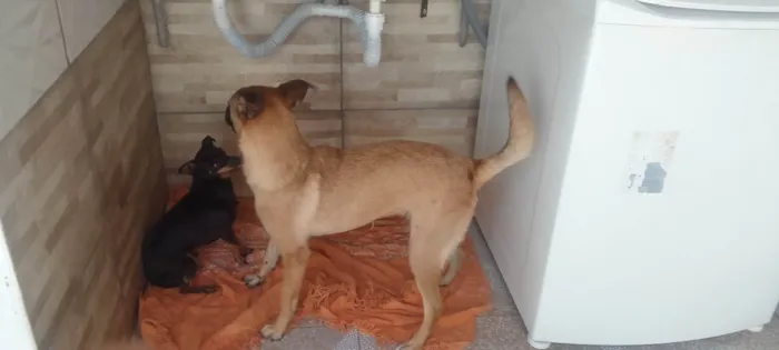 Cachorro ra a SRD-ViraLata idade 7 a 11 meses nome Layla