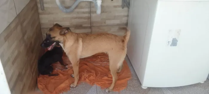 Cachorro ra a SRD-ViraLata idade 7 a 11 meses nome Layla