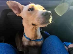 Cachorro raça SRD-ViraLata idade 2 anos nome Lucky