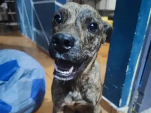 Cachorro raça SRD-ViraLata idade 7 a 11 meses nome Augustus 