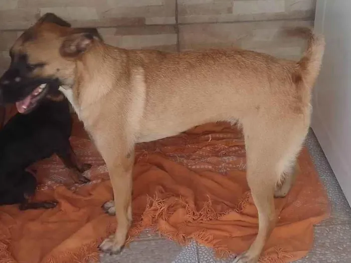 Cachorro ra a SRD-ViraLata idade 7 a 11 meses nome Layla