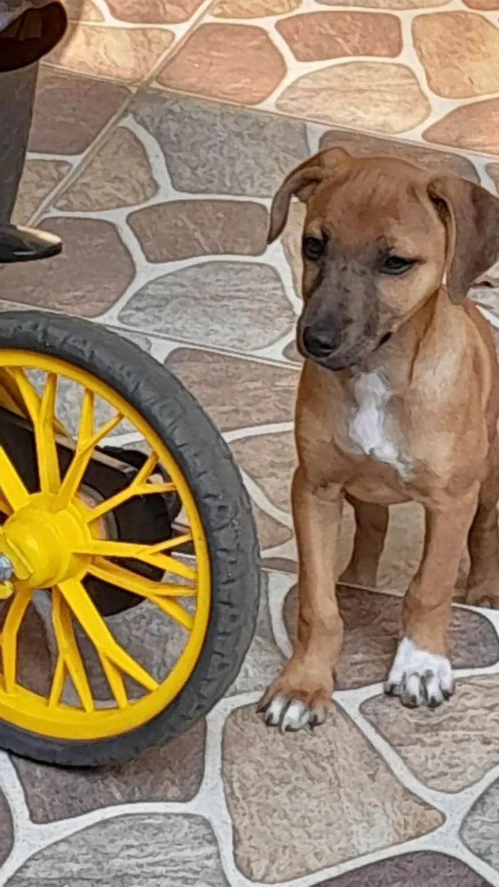 Cachorro ra a SRD-ViraLata idade 7 a 11 meses nome Lady