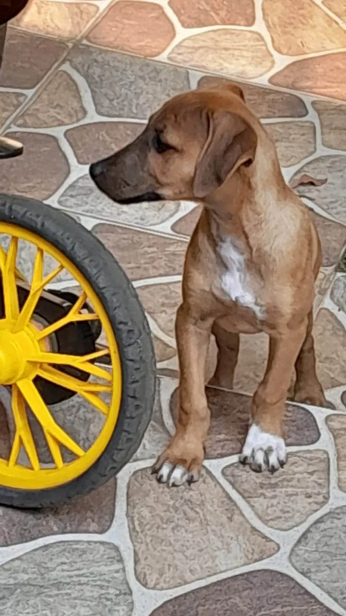 Cachorro ra a SRD-ViraLata idade 7 a 11 meses nome Lady