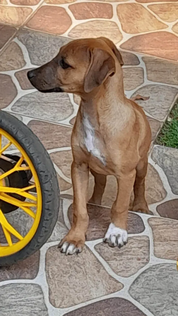 Cachorro ra a SRD-ViraLata idade 7 a 11 meses nome Lady