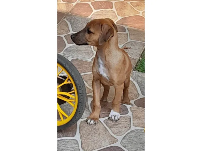 Cachorro ra a SRD-ViraLata idade 7 a 11 meses nome Lady