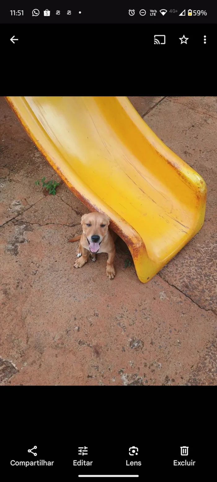 Cachorro ra a SRD-ViraLata idade 1 ano nome Betinha e Magrela 