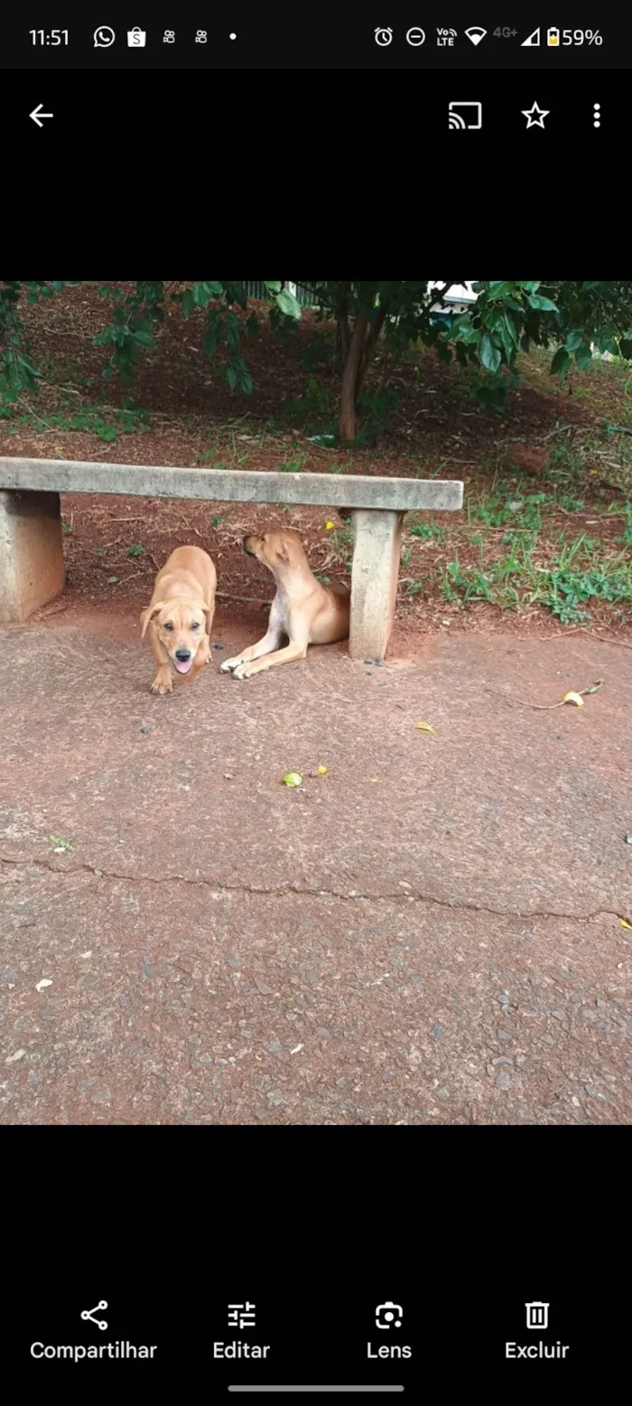 Cachorro ra a SRD-ViraLata idade 1 ano nome Betinha e Magrela 