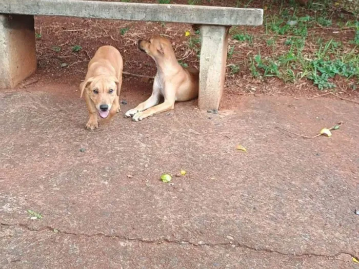 Cachorro ra a SRD-ViraLata idade 1 ano nome Betinha e Magrela 