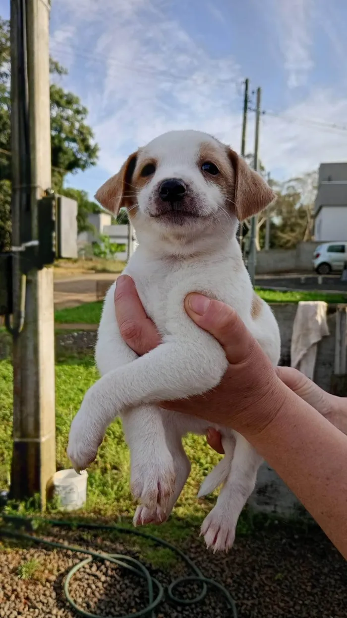 Cachorro ra a SRD-ViraLata idade Abaixo de 2 meses nome ainda não há nome 