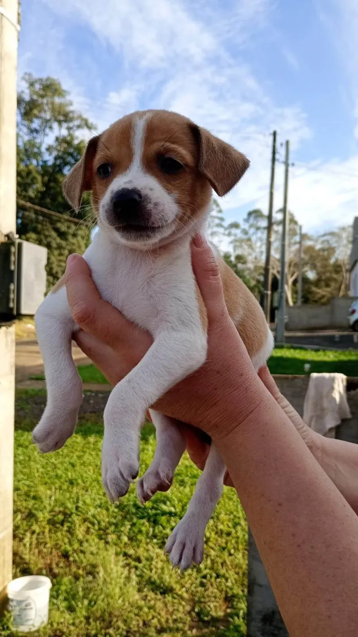 Cachorro ra a SRD-ViraLata idade Abaixo de 2 meses nome ainda não há nome 