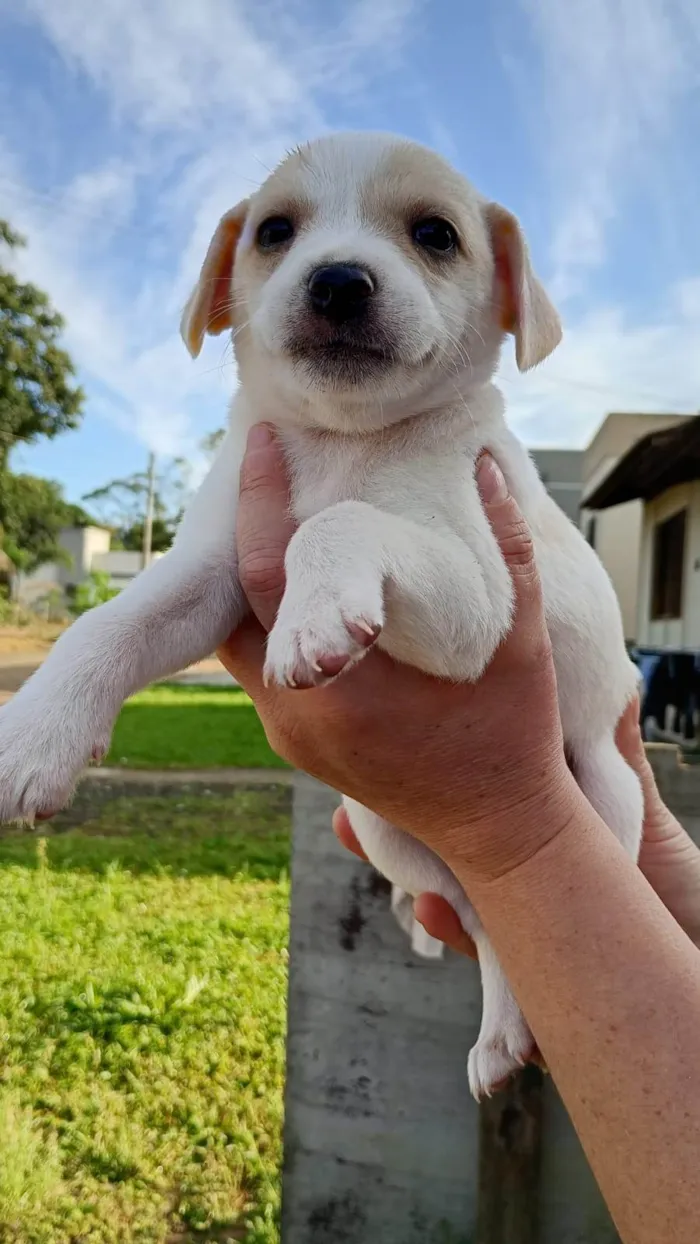 Cachorro ra a SRD-ViraLata idade Abaixo de 2 meses nome ainda não há nome 