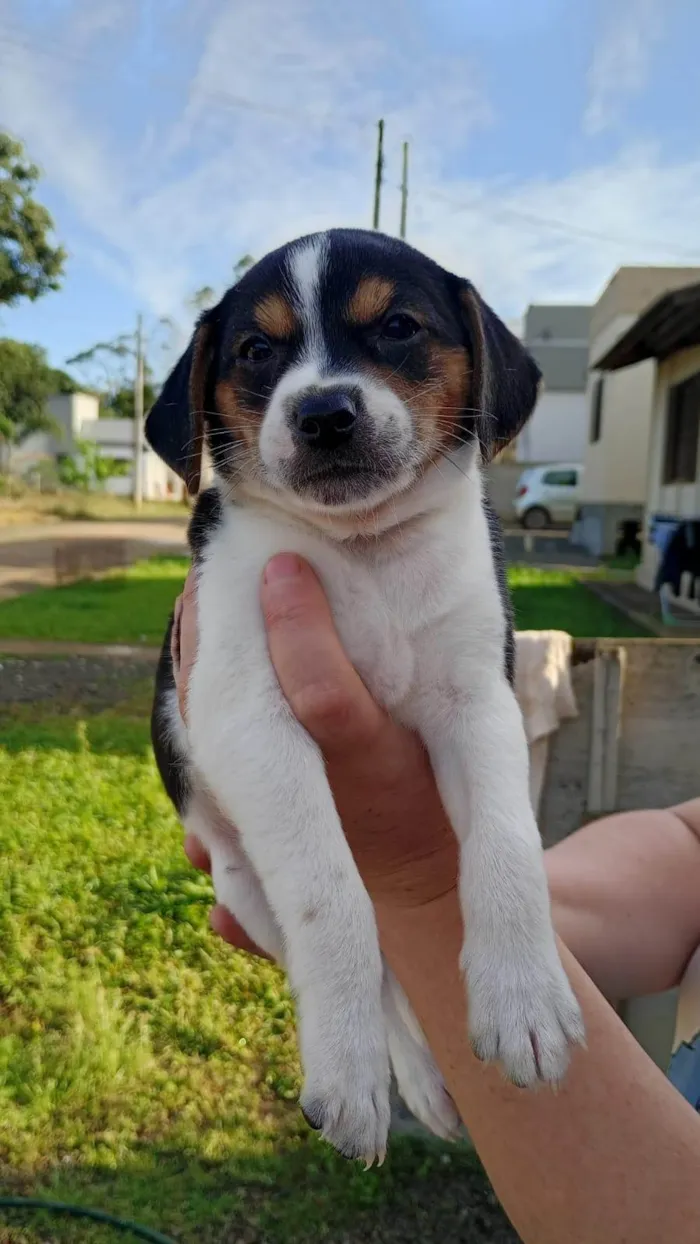 Cachorro ra a SRD-ViraLata idade Abaixo de 2 meses nome ainda não há nome 