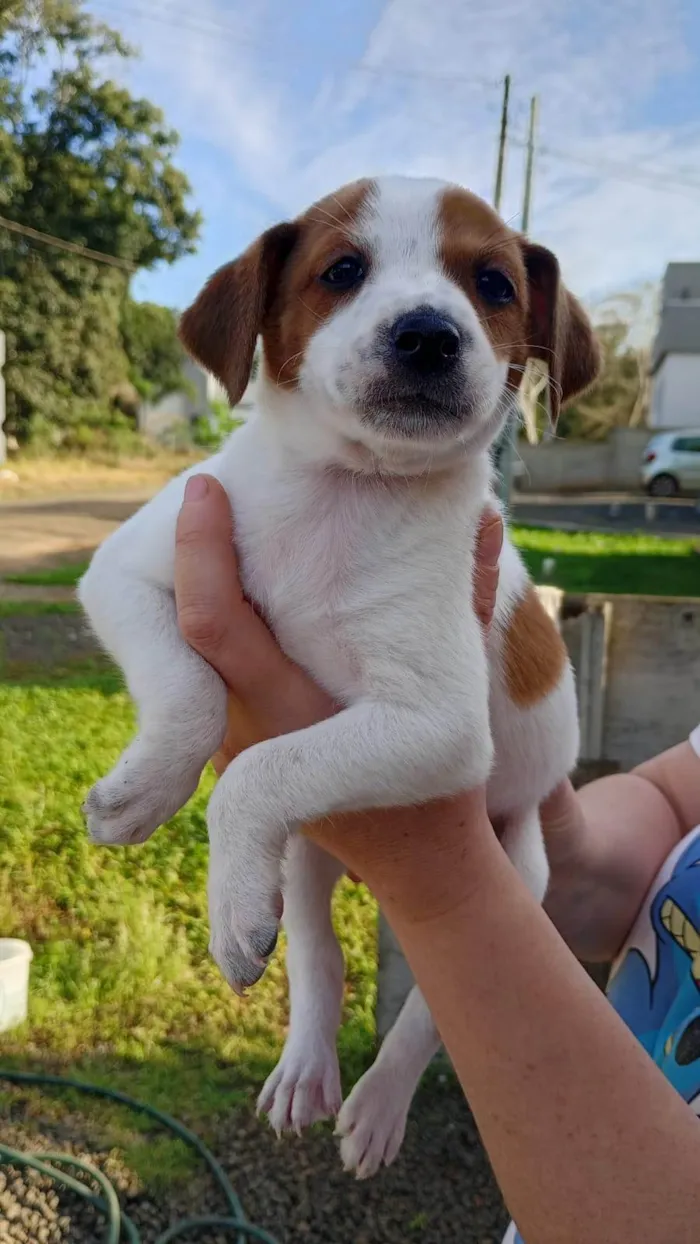 Cachorro ra a SRD-ViraLata idade Abaixo de 2 meses nome ainda não há nome 