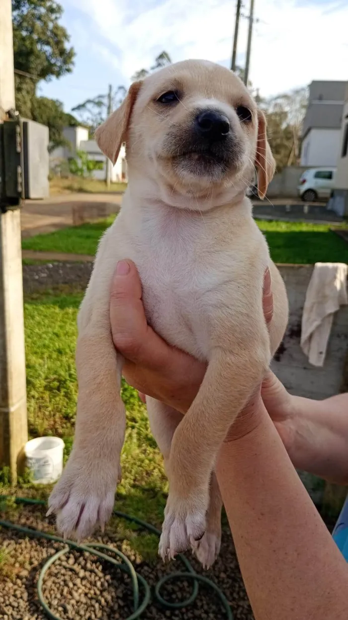 Cachorro ra a SRD-ViraLata idade Abaixo de 2 meses nome ainda não há nome 