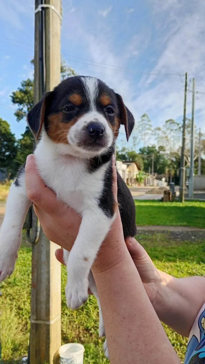 Cachorro ra a SRD-ViraLata idade Abaixo de 2 meses nome ainda não há nome 