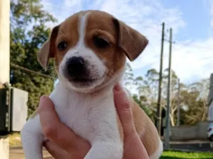 Cachorro raça SRD-ViraLata idade Abaixo de 2 meses nome ainda não há nome 