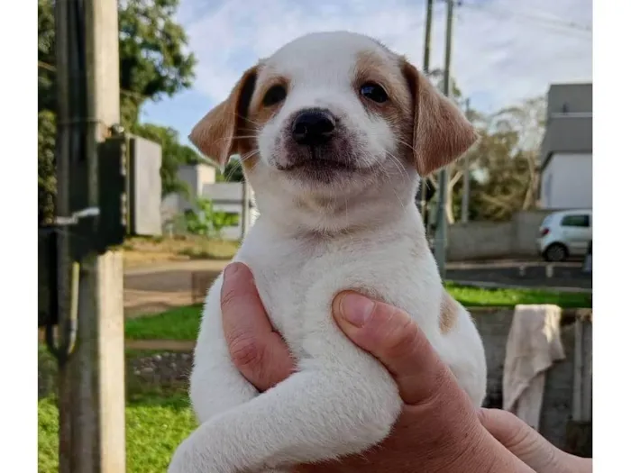 Cachorro ra a SRD-ViraLata idade Abaixo de 2 meses nome ainda não há nome 