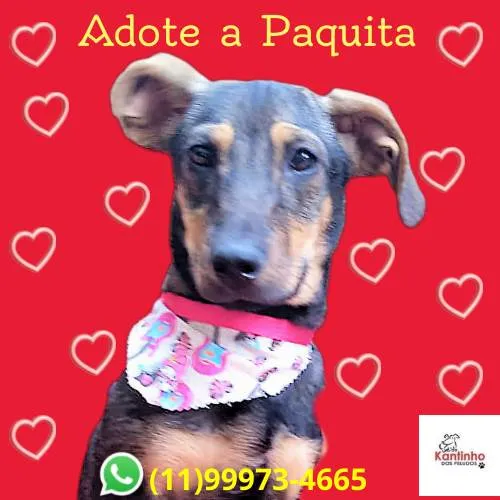 Cachorro ra a SRD-ViraLata idade 7 a 11 meses nome Paquita 