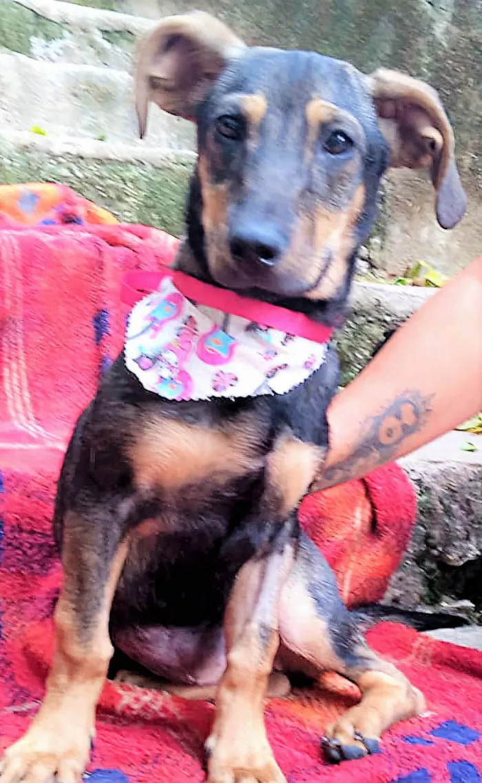 Cachorro ra a SRD-ViraLata idade 7 a 11 meses nome Paquita 