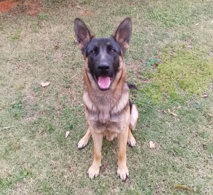 Cachorro ra a Pastor Alemão idade 7 a 11 meses nome  Spike 