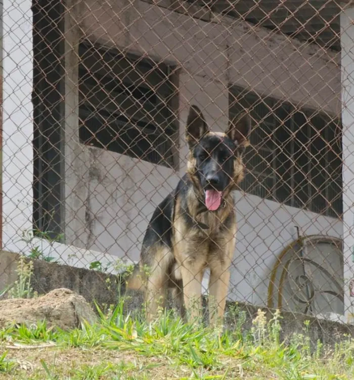 Cachorro ra a Pastor Alemão idade 7 a 11 meses nome  Spike 